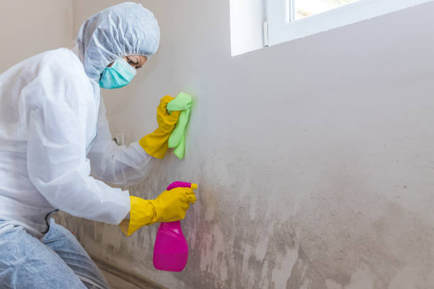 Best Mold Odor Removal Services in Perryville, MO